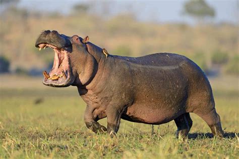are there hippos in china